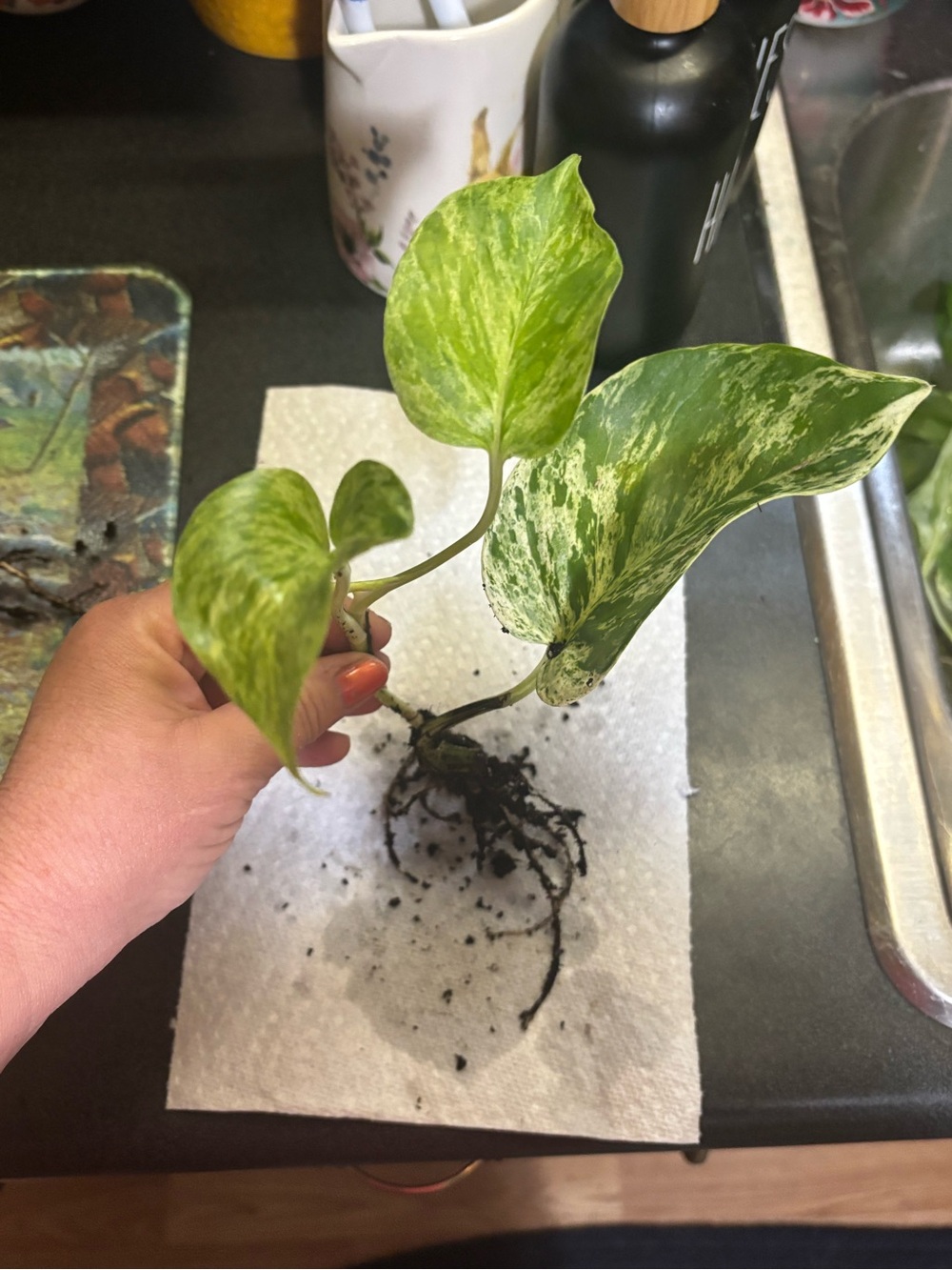 Variegated Green Pothos Faux Floral Accent